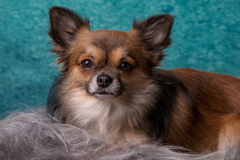 Help With Pets