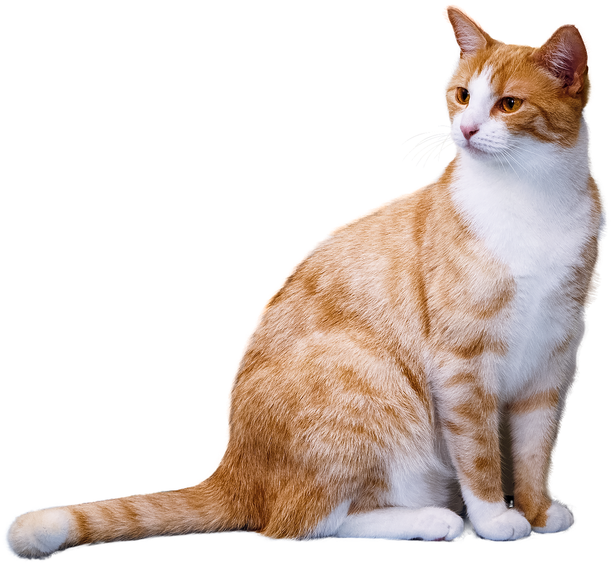 3 Question Reading About Your Pet